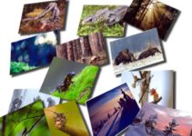 XVIII Konkurs Fotograficzny „Leśne fotografie” – do 15 stycznia 2019