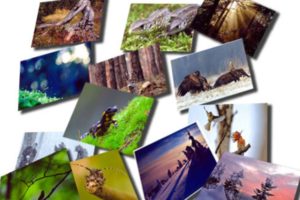 XVIII Konkurs Fotograficzny „Leśne fotografie” – do 15 stycznia 2019