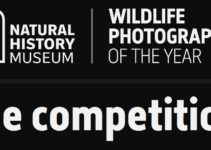 Wildlife Photographer of the Year do 9 grudnia 2021