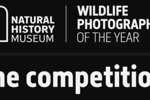 Wildlife Photographer of the Year do 9 grudnia 2021